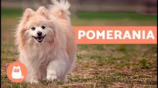 Volpino di Pomerania storia e caratteristiche – Cani PICCOLI adorabili [upl. by Emse]