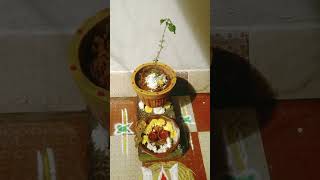 Tulasamma Pooja  devotional simple way to pray tulasamma [upl. by Eerrehs673]