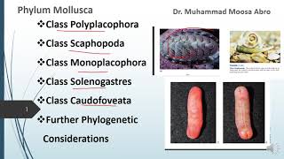 Phylum Mollusca Class Polyplacophora Class Monoplacophora Phylogenetic consideration [upl. by Lehctim905]