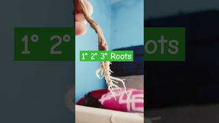 MORPHOLOGY PRACTICAL Primary secondary Tertiary Roots [upl. by Bradski738]