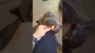 Spoiled Cane Corso Always Well Behaved canecorso dog [upl. by Editha]