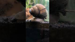 🐌 Chinese Trapdoor Snail Cipangopaludina chinensis war [upl. by Niuqauj297]