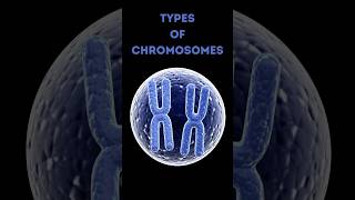 4 Types of Chromosomes Explained in 60 Seconds 🧬 [upl. by Marella]