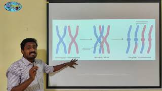 PACHYTENE PROPHASE 1  TAMIL  MEIOSIS  CELL CYCLE AND CELL DIVISION  STD 11 [upl. by Eivod]