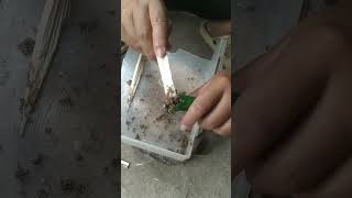 Make fire starter with sawdust and pine resin [upl. by Hale]