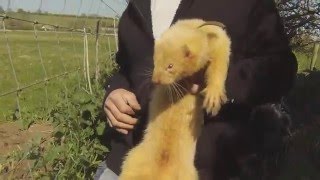 Ferreting [upl. by Hayley]