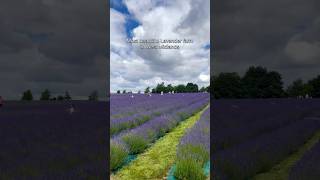 Warwickshire Lavender Farm  Best Lavender farms in West Midlands 🇬🇧 [upl. by Admana]