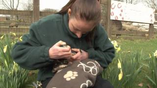 Baby wallaby handreared in rucksack [upl. by Airb]