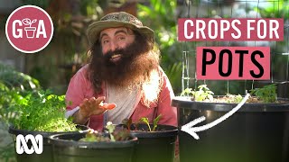 Vegie Crops That Thrive in Pots  Growing Fruit and Veggies  Gardening Australia [upl. by Adekahs]