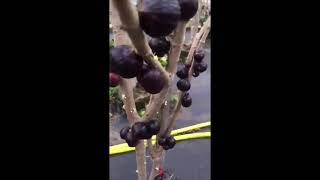 Jaboticaba Black Pearl Plant [upl. by Arlyn]