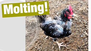 What To Expect if Your Chicken is Going Through a Winter Molt [upl. by Howlond]