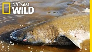 Moose vs Greenland Shark  Blitzkrieg Sharks [upl. by Lauralee]