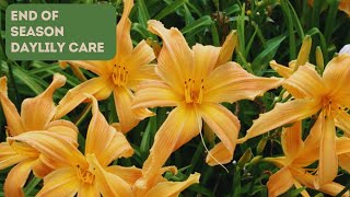 Daylily Care Tips for the End of Bloom Season [upl. by Aig]