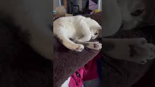 Just bumming around catshorts cats cute cat catvideos cuteanimal cutecat aww kitties [upl. by Imiaj274]