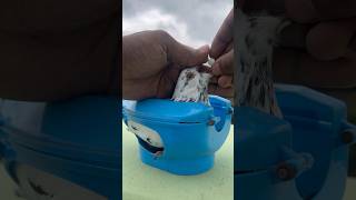 Medicating Pigeon’s racingpigeon pigeonhobby merpati pigeon pigeonracing kabootar kalapati [upl. by Bilat]