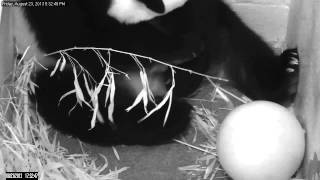 Giant Panda Mei Xiang Gives Birth at Smithsonians National Zoo [upl. by Noicpecnoc]