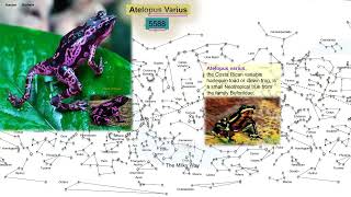 Clown Forg Atelopus varius [upl. by Dorinda]