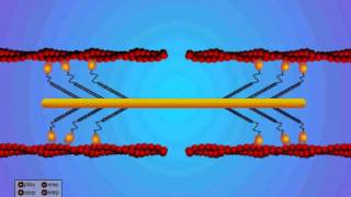 Sliding Filament Mechanism [upl. by Nybbor557]