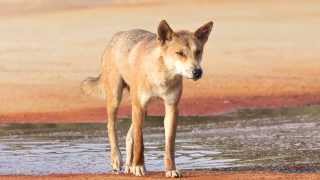 Dingoes of Fraser Island managing a wild animal in a tourist spot [upl. by Ayihsa28]