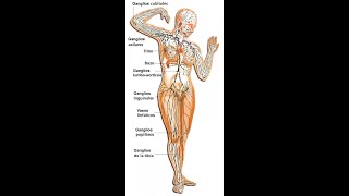 Drenaje Linfático de Piernas  Parte 1 [upl. by Aljan]
