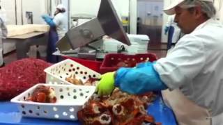 Des travailleurs dans une usine de transformation de homard [upl. by Nyladgam]