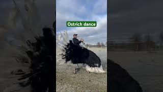 Ostrich dance ostrich dance animals funny music song party shortsfeed viralshorts shorts [upl. by Ylrbmik]