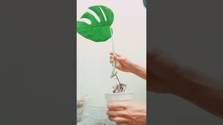 REPOTTING TANAMAN MONSTERA Part2 shorts indoorplants plants garden nature [upl. by Enila711]