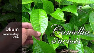 Tea plant Camellia sinensis  part 1 [upl. by Kallick]