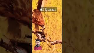 explore arabic tilawat egzonibrahimi quran music attariastana 🌷🌷boxer [upl. by Llij443]