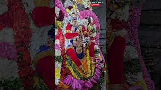 ⚜️ Sennikkula nagar vasan  Murugan song  Kavadi Sindhu murugan முருகன் murugansongs devotional [upl. by Tierza]