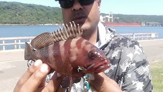 Shore Slow Jigging HalfMoon Rockcod Caught [upl. by Amby]