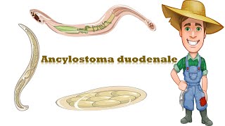 شرح Ancylostoma duodenale Hook worm [upl. by Schwenk]