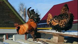 ПАВЛОВСКАЯ ПОРОДА КУР 12 ноября 2017 PAVLOVSKAYA breeds of chickens [upl. by Siahc]