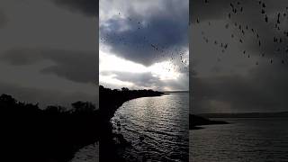 Loch Watten Geese [upl. by Lorrimor278]