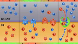 What Is the Difference between Graded Potential and Action Potential [upl. by Annaj500]