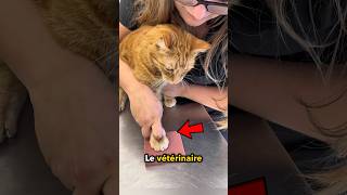 Votre Chat Pour toujours❤️ [upl. by Euqirrne]