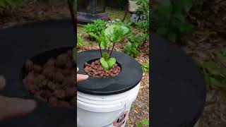 Easiest Hydroponics for Beginners Daily Update Day 5 [upl. by Monagan]