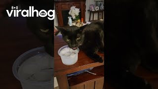 Spoiled Cat Sips Filtered Ice Water  ViralHog [upl. by Dinin]