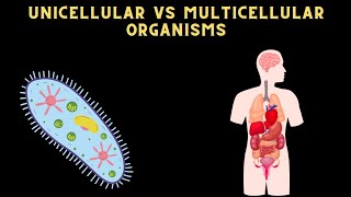 DIFFERENCE BETWEEN UNICELLULAR AND MULTICELLULAR ORGANISM science [upl. by Wehttam443]