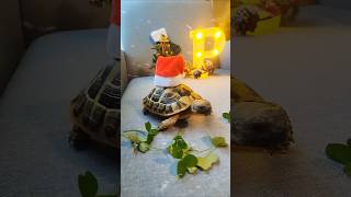 A very Tortoise Christmas in 123 alliwantforchristmasisyou tortoise turtle fun [upl. by Jada]