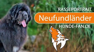 ► Neufundländer 2019 Rasse Aussehen amp Charakter [upl. by Ruckman]