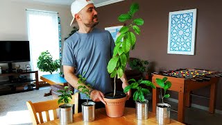 How to grow lemon trees from seed  Everything you need to know Applies to all citrus seeds [upl. by Lynette]