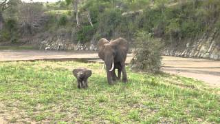 Mama and baby elephant [upl. by Berhley640]