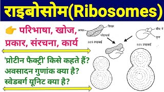 ribosome  ribosomes  ribosome function and structure  ribosomes in hindi  राइबोसोम पूरी जानकारी [upl. by Ayikan]