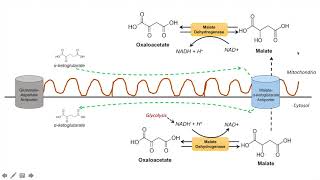 Shuttle Systems Malate Aspartate shuttle and Glycerol 3phosphate shuttle neetpgpreparation [upl. by Yenettirb]