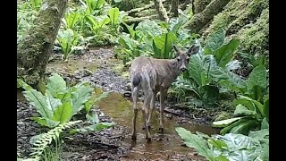 A Trail Through a Creek June 917 2024 [upl. by Cunningham]