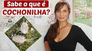 SABE o que É CHOCHONILHA SAIBA TUDO SOBRE O CORANTE CARMIM COCHONILHA Especismo veganismo e futuro [upl. by Nahrut]