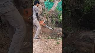 Husqvarna Chainsaw VS Big Wood chainsaw husqvarna shorts 1393 [upl. by Lemkul]