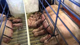 The Birthing Process of a Piglet [upl. by Caesar]