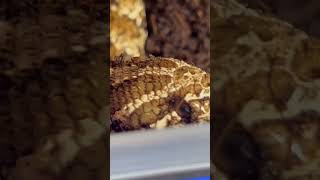 Coco coir is too wet from Rowena spilling her water brumation cococoir messy snake hognose [upl. by Nauqas109]